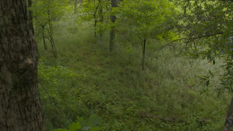 POV-angle-from-a-tree-stand-in-the-summer