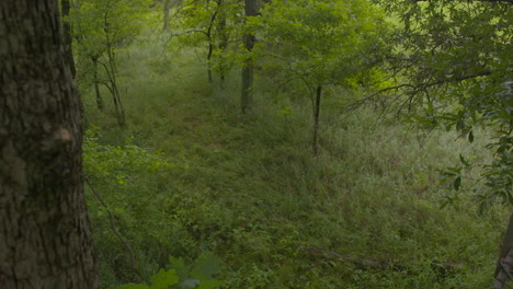 pov angle from a tree stand in the summer