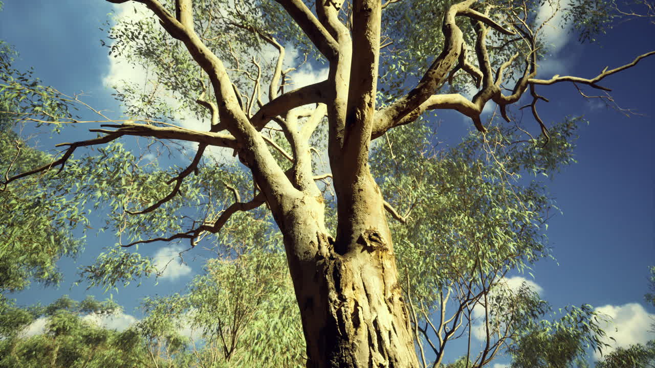 Majestic eucalyptus tree reaching towards the clear blue sky in australia