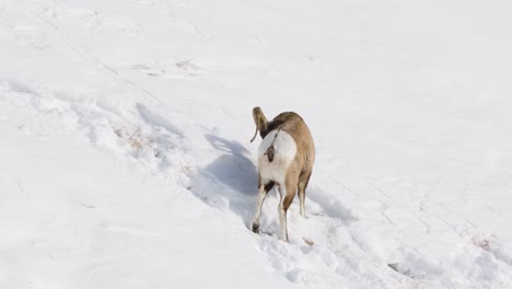 Dickhornschafe-Grasen-Im-Winter-In-Montana