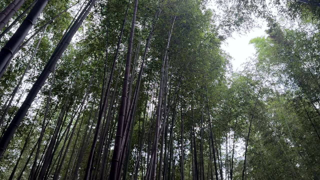 Serene bamboo grove in Kyoto Arashiyama under clear sky, peaceful ambiance