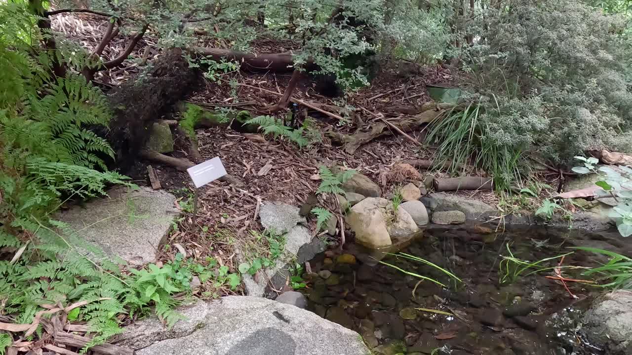 작은 연못 근처 에서 상호 작용 하는 새 들