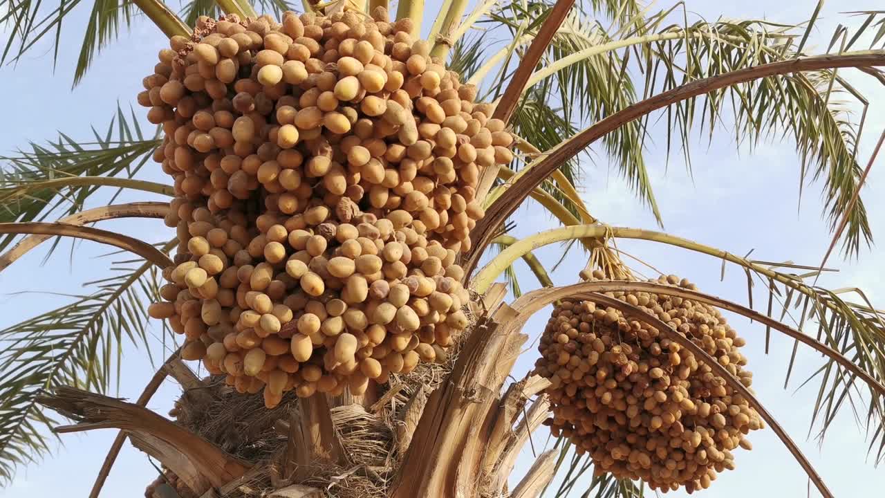 Yellow ripe dates on date palm tree
