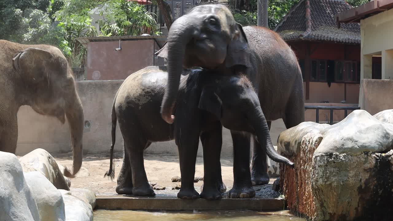 Elephants in a zoo enclosure