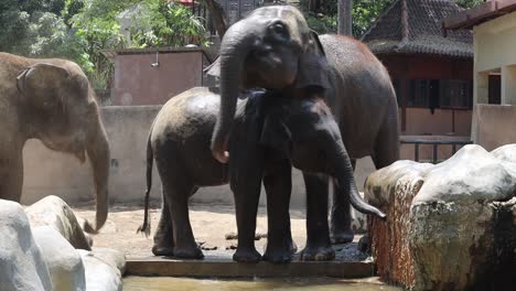 elephants in a zoo enclosure