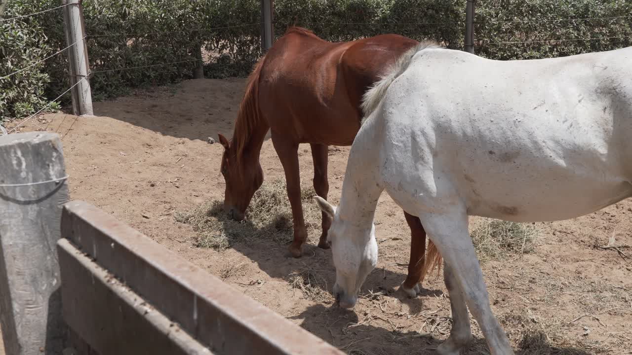 White horse and brown horse feeding together in a sunny dry paddock, highlighting equine color contrast