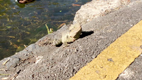 close up of water dragon in sun beside pond