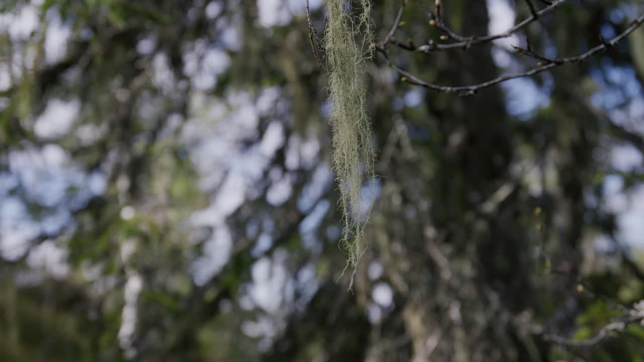 Close-up of hanging tree lichen swaying gently on a forest branch with soft light and blurred woodland background, symbolizing stillness, time, and the quiet breath of untouched wilderness.