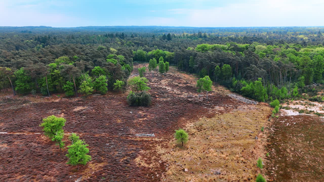 Discovering Dutch landscapes. Lush greenery meets open landscapes in the Netherlands, where nature thrives in harmony under a clear sky