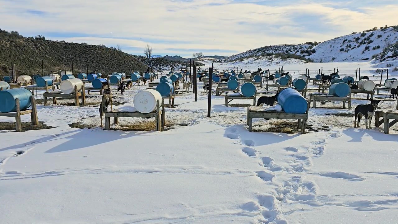 Large sled dog kennel in the snowy Colorado Rockies, with huskies tethered beside blue barrel shelters, wooden stands, mountain hills, and winter trails under bright cloudy sky in daylight.