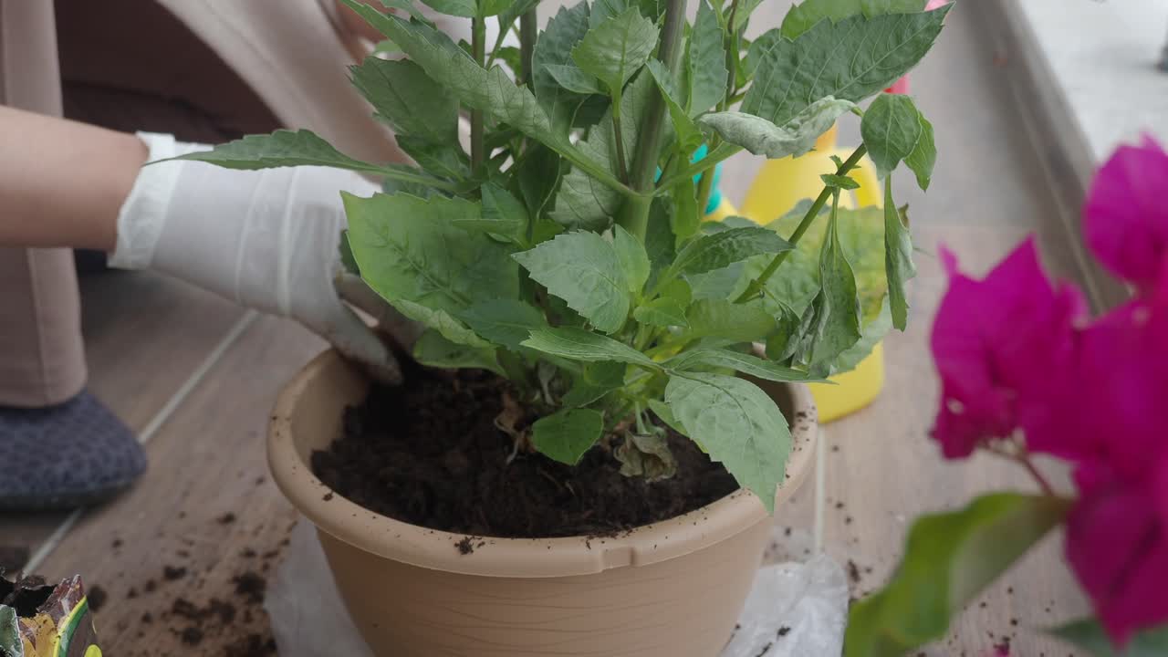 mujer plantando una dahlia en una olla