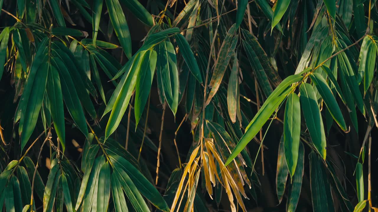 Close-up of bamboo leaves with a single yellow leaf standing out among vibrant green foliage, showing leaf senescence, symbolizing contrast, change, and natural beauty in a calm setting
