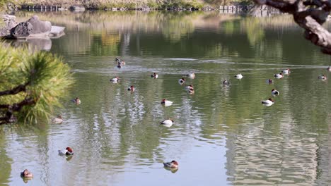 multiple ducks glide peacefully across calm water.