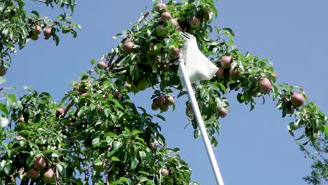 Trabajador-Recogiendo-Peras-Usando-Una-Cesta-De-Cabeza-De-Recolector-De-Frutas---Tiro-De-ángulo-Bajo