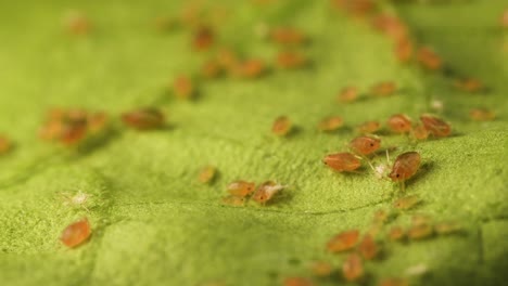 slide forward over leaf with colony of pink aphids