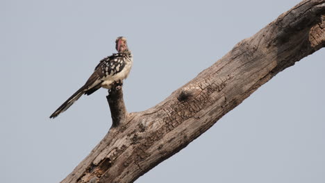 northern red-billed hornbill perching on wood in southern africa