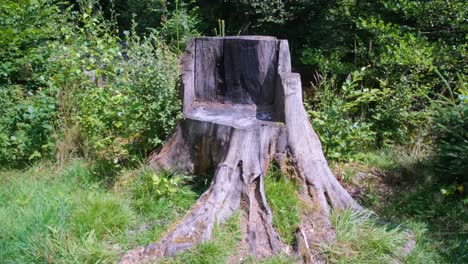 Tree-Stump-Cut-Into-The-Shape-Of-An-Armchair,-Throne-Or-Bench-In-A-Bright-Forest