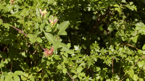 shot of wild blackberries, moving in the summer breeze