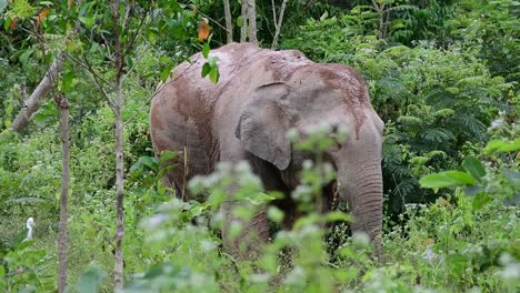 the asiatic elephants are endangered species and they are also residents of thailand