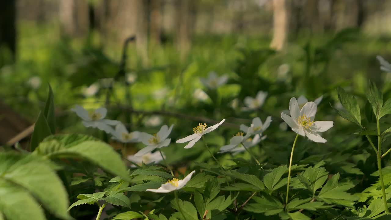 Delicate White Flowers Blooming in a Spring Forest