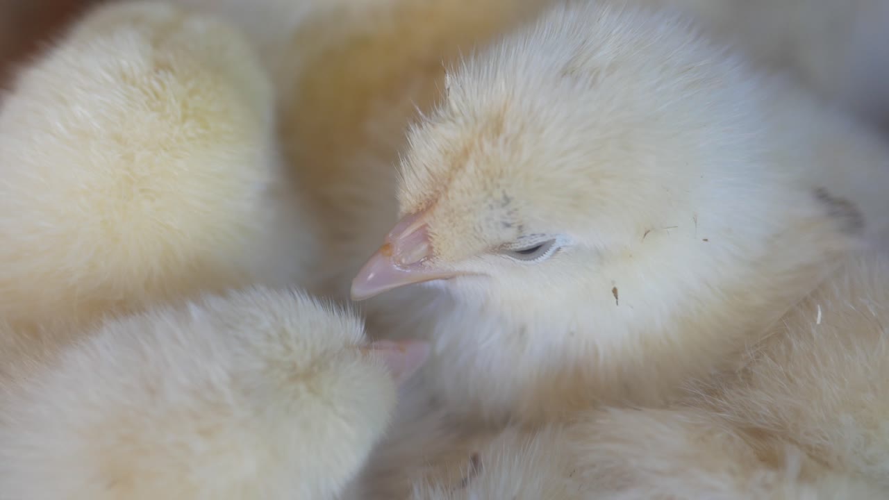 adorables pollitos acurrucados juntos