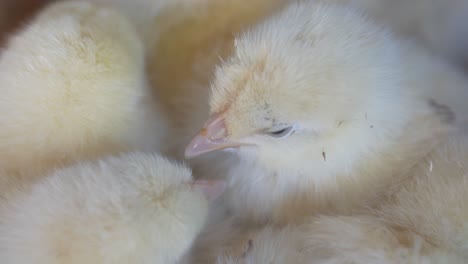 adorable baby chicks huddled together