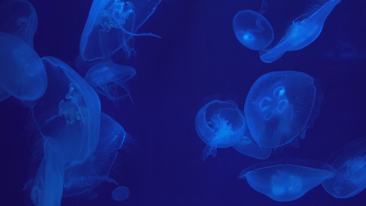 Vista ravvicinata di alcune meduse che nuotano