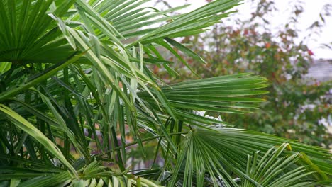 palm tree leaves blowing in the breeze on a rainy day covered in water drops