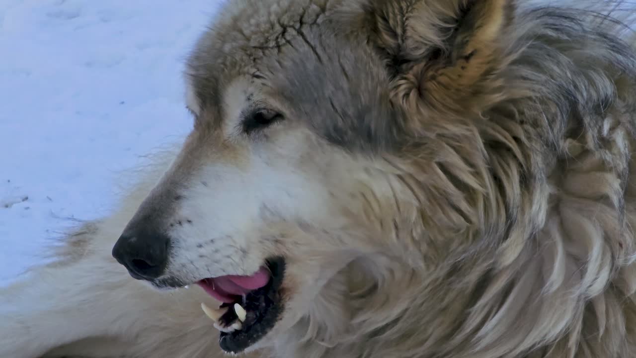 Gray and white wolf closeup resting in the snow, capturing a calm winter wildlife portrait with thick fur, relaxed expression, and cold outdoor surroundings in natural daylight