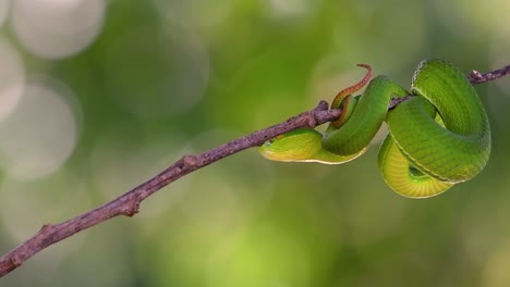 la víbora de labios blancos es una víbora venenosa endémica del sudeste asiático y a menudo se encuentra durante la noche esperando en una rama o rama de un árbol cerca de un cuerpo de agua con muchos alimentos