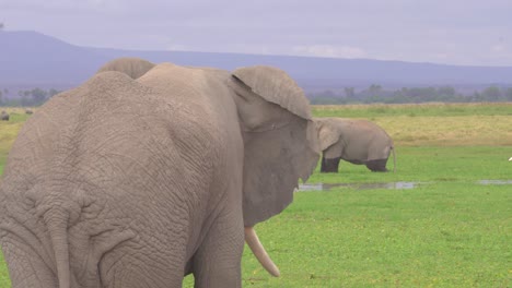 Footage-of-elephant-in-a-swamp-Amboseli-National-park