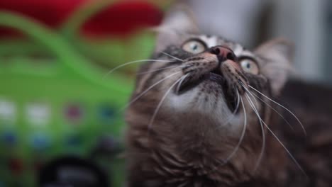 un primer plano de un gato esponjoso de colores de tigre negro y marrón de maine coon con ojos verdes, observando una mosca, mascota casera, canasta verde en el fondo, video de cámara lenta 4k