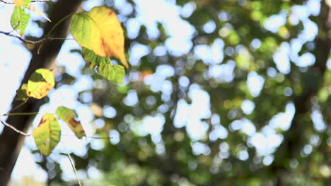 Leaves-blowing-in-the-wind-on-a-sunny-day