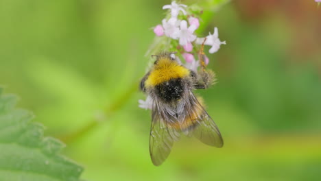 Hummel-Sammelt-An-Sonnigen-Tagen-Blütennektar.-Hummel-In-Makroaufnahme-In-Zeitlupe.