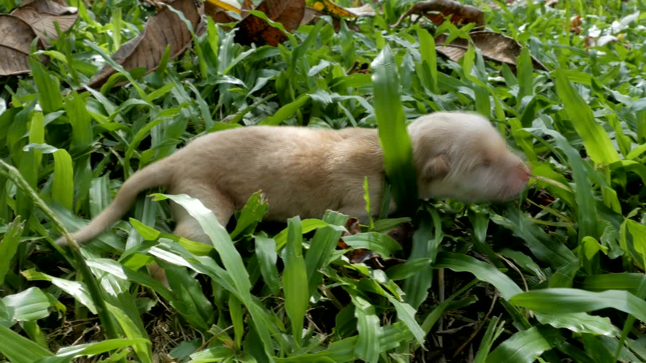 새로 태어난 애완동물 골든 리트리브 (golden retriever) 는 풀 위에 기어다닙니다.