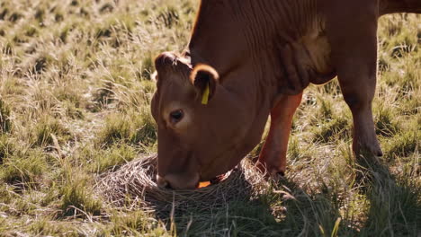 cow near a bird's nest with eggs