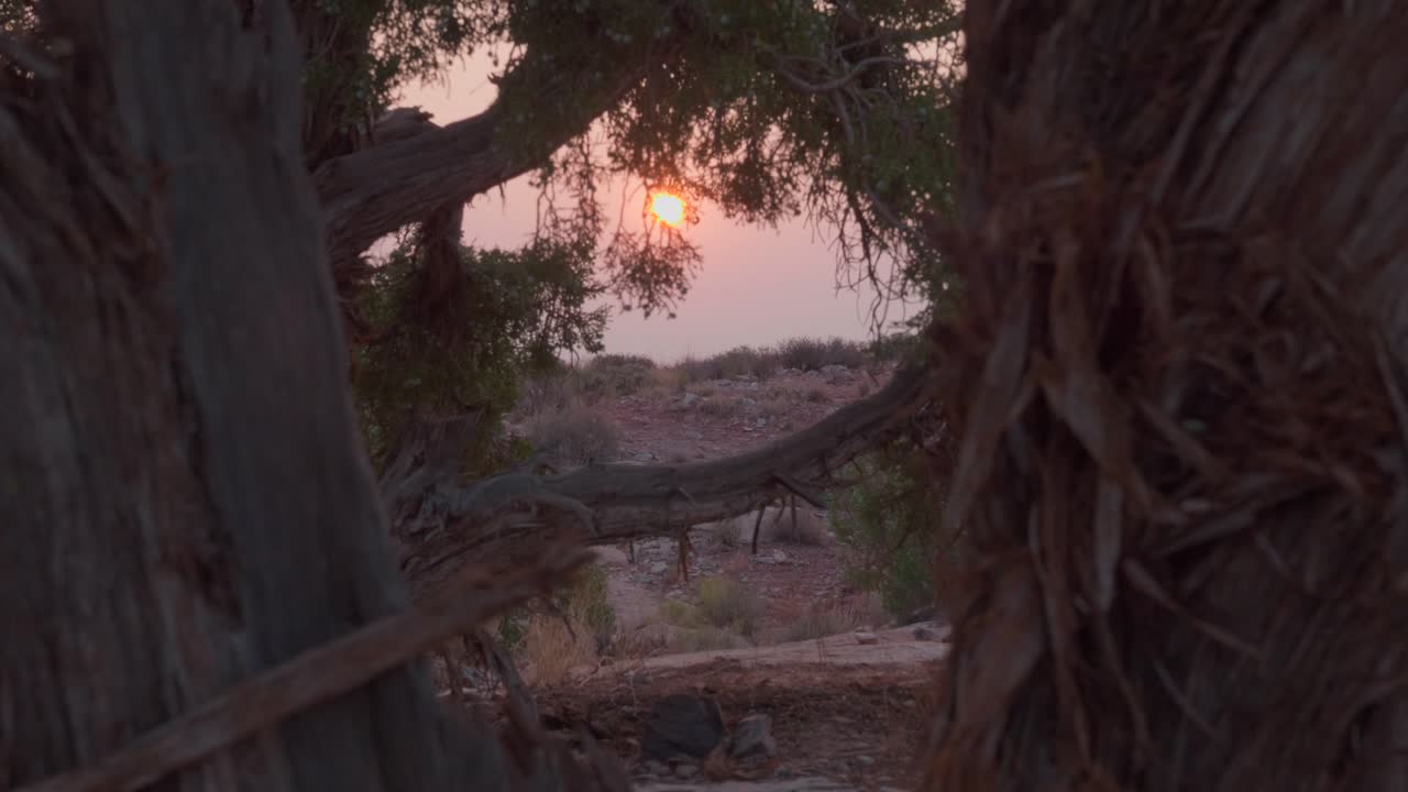 dolly a través de asombrosos árboles de cedro en moab, desierto de utah, revelando majestuosa puesta de sol naranja detrás