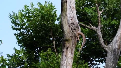 The-Clouded-Monitor-Lizard-is-found-in-Thailand-and-other-countries-in-Asia