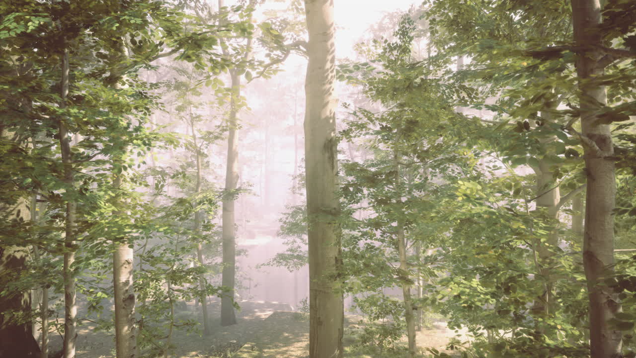 Sunlight filtering through lush trees in a tranquil forest setting