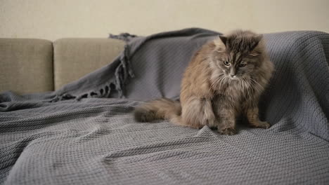 Cute-Fluffy-Cat-Sitting-On-Sofa-And-Looking-Around