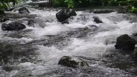 water flows in the river in the forest in slow motion