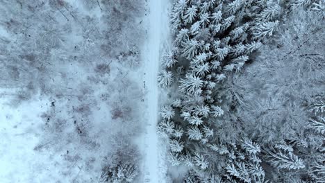 aerial view overlooking a road, in middle of snow covered trees and snowy forest, on a dark, cloudy, winter day - top down, drone shot