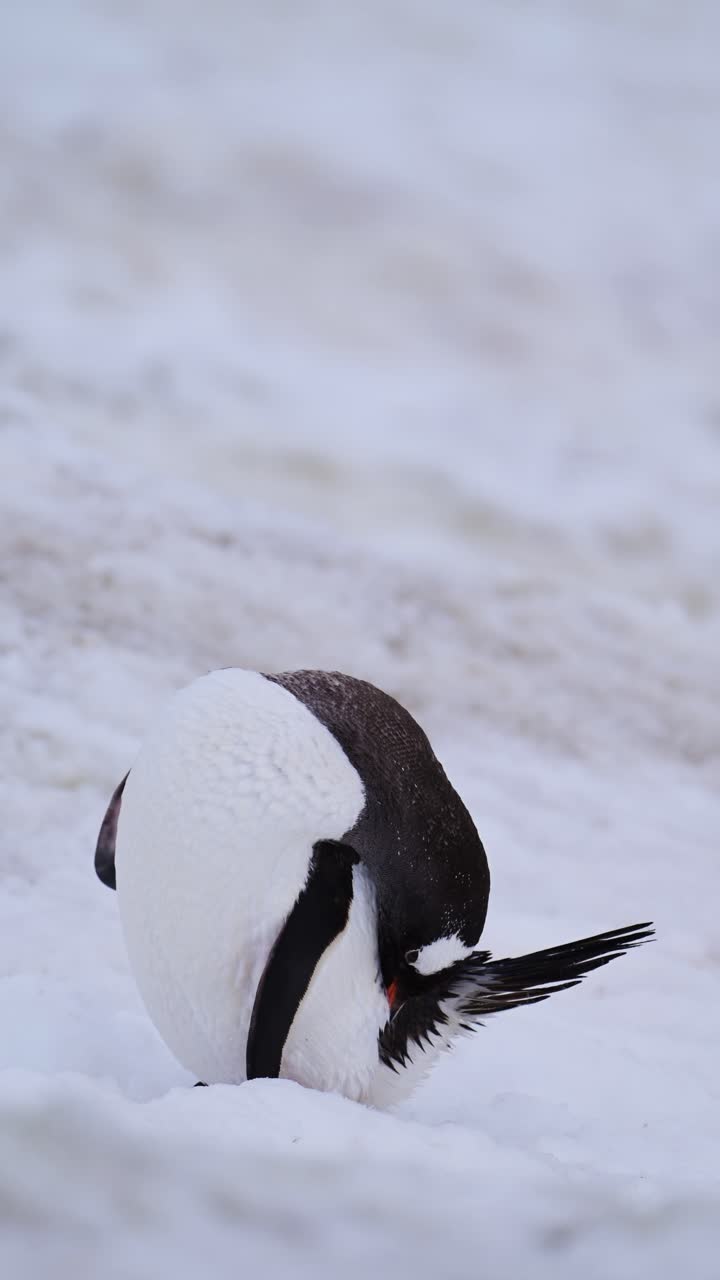 pingüinos en la antártida, pingüinos gentoo y antártida vida silvestre y animales en la península antártica, video vertical para las redes sociales, instagram reels y tiktok