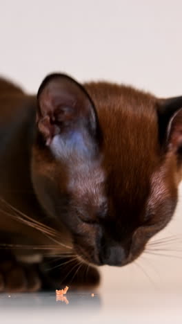 brown burmese cat eats. portrait of pedigree kitten is eating. domestic pet isolated on white. adorable purebred animal indoors. vertical video