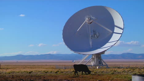 a satellite dish sits in a field with cattle 2