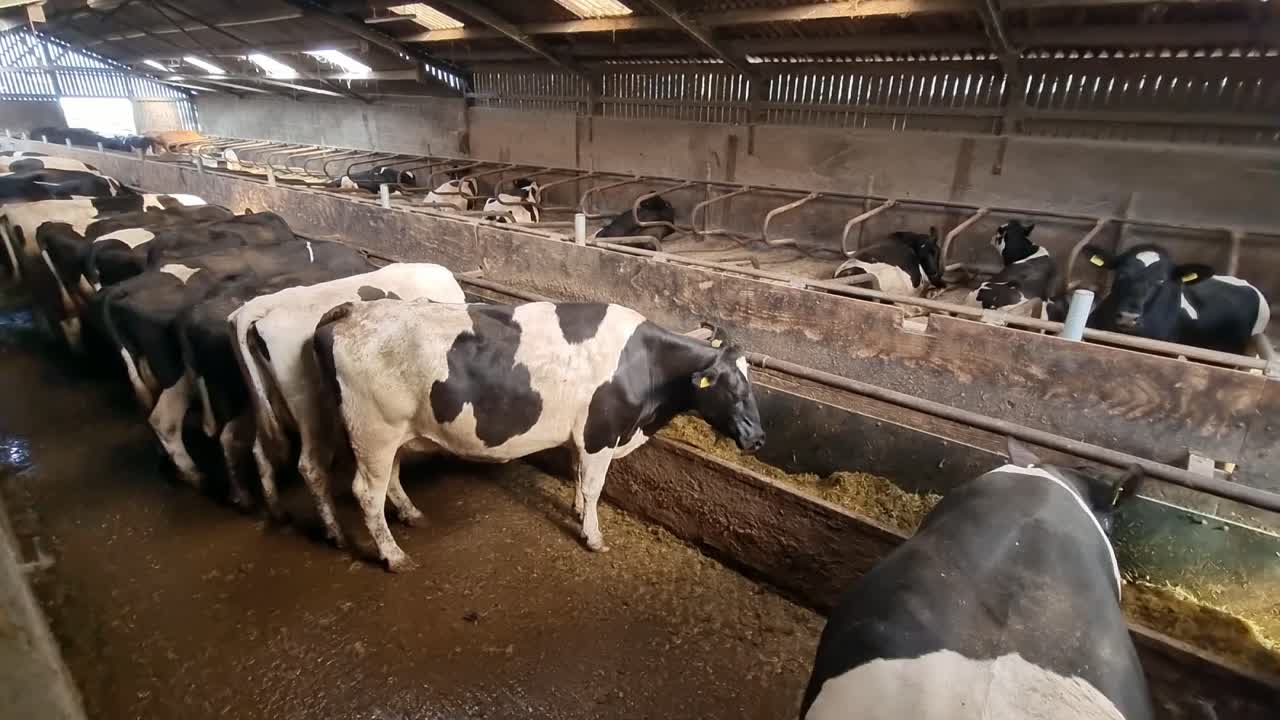 Herd of Holstein dairy cows grazing on hay standing inside cowshed barn feeding stalls