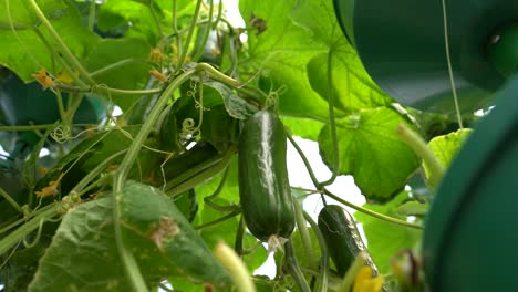 A-Close-Up-shot-of-cucumbers-and-the-graceful-motion-of-cucumber-plant-leaves-gently-swaying-in-the-breeze