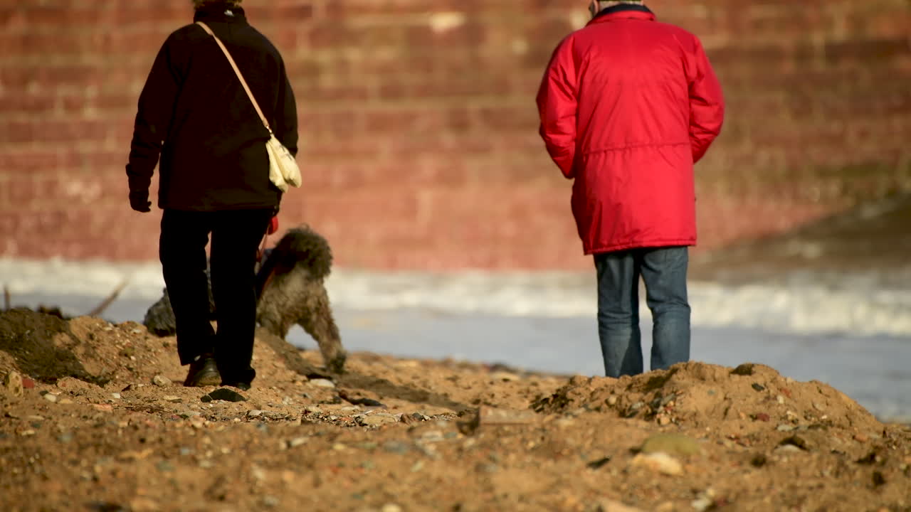 Cute dogs playing on the beach