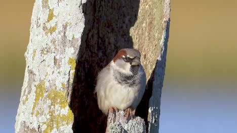 Männlicher-Haussperling-Sitzt-Ruhig-Im-Toten-Baumstamm-Und-Sonnt-Sich-In-Der-Sonne