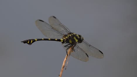 The-Common-Flangetail-dragonfly-is-commonly-seen-in-Thailand-and-Asia